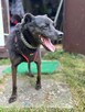 Rex - pies z Schroniska w Tychach. Adopcja. Szuka domu - 6
