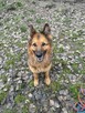 Tara - pies z Schroniska w Tychach. Adopcja. Szuka domu - 4