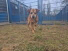 Michaś - pies z Schroniska w Tychach. Adopcja. Szuka domu - 4
