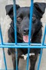 Mambo - pies z Schroniska w Tychach. Adopcja. Szuka domu - 4