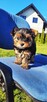 Mini ciemny Piesek yorkshire terrier - 2