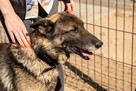 Błagamy o dom dla Sama w typ.owczarka został wyrzucony Daria - 5