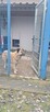 Miwan - pies z Schroniska w Tychach. Adopcja. Szuka domu - 5