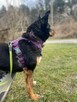 Sonia - pies z Schroniska w Tychach. Adopcja. Szuka domu - 4