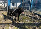 Mambo - pies z Schroniska w Tychach. Adopcja. Szuka domu - 5