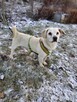 Dżeki - pies z Schroniska w Tychach. Adopcja. Szuka domu