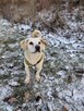 Dżeki - pies z Schroniska w Tychach. Adopcja. Szuka domu - 8