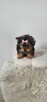 Piękna Malutka Sunia yorkshire terrier - 3