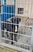 Miłosz - pies z Schroniska w Tychach. Adopcja. Szuka domu - 7