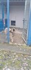 Miwan - pies z Schroniska w Tychach. Adopcja. Szuka domu - 6