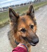 Tara - pies z Schroniska w Tychach. Adopcja. Szuka domu - 5