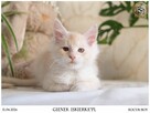 Gienek Iskierka*PL – Wyjątkowy kocur Maine Coon szuka domu - 8