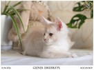 Gienek Iskierka*PL – Wyjątkowy kocur Maine Coon szuka domu - 7