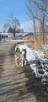 Sonia II - pies z Schroniska w Tychach. Adopcja. Szuka domu - 5
