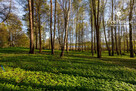 Działka z widokiem na jezioro - 3