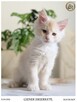 Gienek Iskierka*PL – Wyjątkowy kocur Maine Coon szuka domu - 3