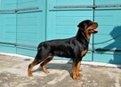 Rottweiler szczenięta- domowa hodowla. - 4