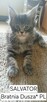 SALVATOR Bratnia Dusza *PL kocurek Maine COON Warszawa
