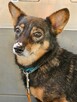 Karolcia poleca się do adopcji - 5