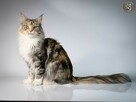 Gienek Iskierka*PL – Wyjątkowy kocur Maine Coon szuka domu - 12