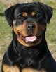 Rottweiler szczenięta- domowa hodowla. - 5