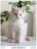 Gienek Iskierka*PL – Wyjątkowy kocur Maine Coon szuka domu - 2