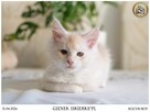 Gienek Iskierka*PL – Wyjątkowy kocur Maine Coon szuka domu - 4