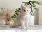 Gienek Iskierka*PL – Wyjątkowy kocur Maine Coon szuka domu - 5