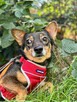 Karolcia poleca się do adopcji - 4