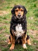 Krecik - pies z Schroniska w Tychach. Adopcja. Szuka domu - 2