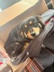 Młoda pogodna proludzka sunia poleca się do adopcji - 4