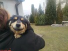 Kochana pogodna sunia marzy o domu pełnym miłości - 4