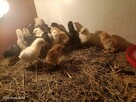 Sprzedam pisklęta mix niosek - 2