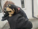 Kochana pogodna sunia marzy o domu pełnym miłości - 3