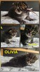 Maine coon odbiór lipiec - 2