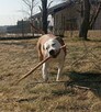 American Staffordshire Terrier - 8