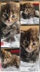 Maine coon odbiór lipiec - 4