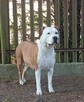 American Staffordshire Terrier - 9