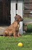 Szczenięta rhodesian ridgeback ZKwP / FCI - 5