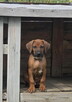 Szczenięta rhodesian ridgeback ZKwP / FCI - 7