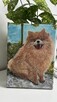 Ręcznie malowany portret – Szpic pomerański (Pomeranian) 18x - 10