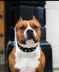 American Staffordshire Terrier - 10