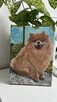 Ręcznie malowany portret – Szpic pomerański (Pomeranian) 18x - 9