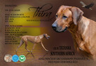 Szczenięta rhodesian ridgeback ZKwP / FCI - 4