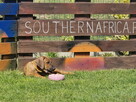 Szczenięta rhodesian ridgeback ZKwP / FCI - 10