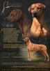 Szczenięta rhodesian ridgeback ZKwP / FCI - 6