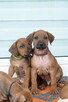 Szczenięta rhodesian ridgeback ZKwP / FCI - 9