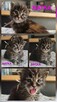 Maine coon odbiór lipiec - 3