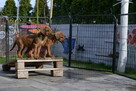 Szczenięta rhodesian ridgeback ZKwP / FCI - 3