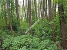 Korabiewice działka leśna - 5